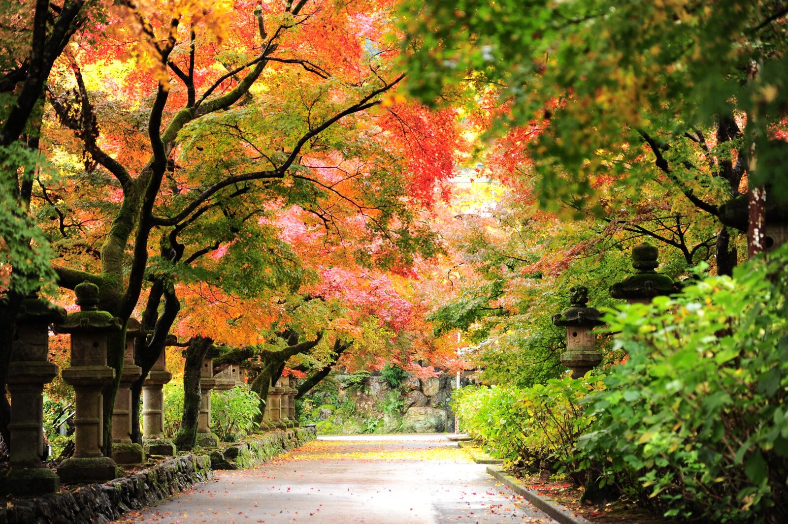 Nikon D700 sample photo. Autumn, autumnal leaves, temple photography