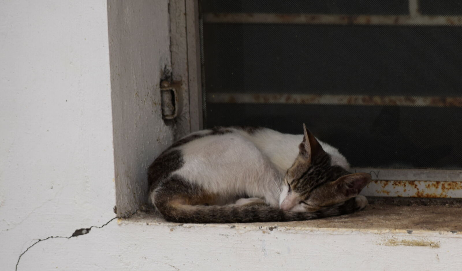Nikon D3300 sample photo. Cat, sleepy photography