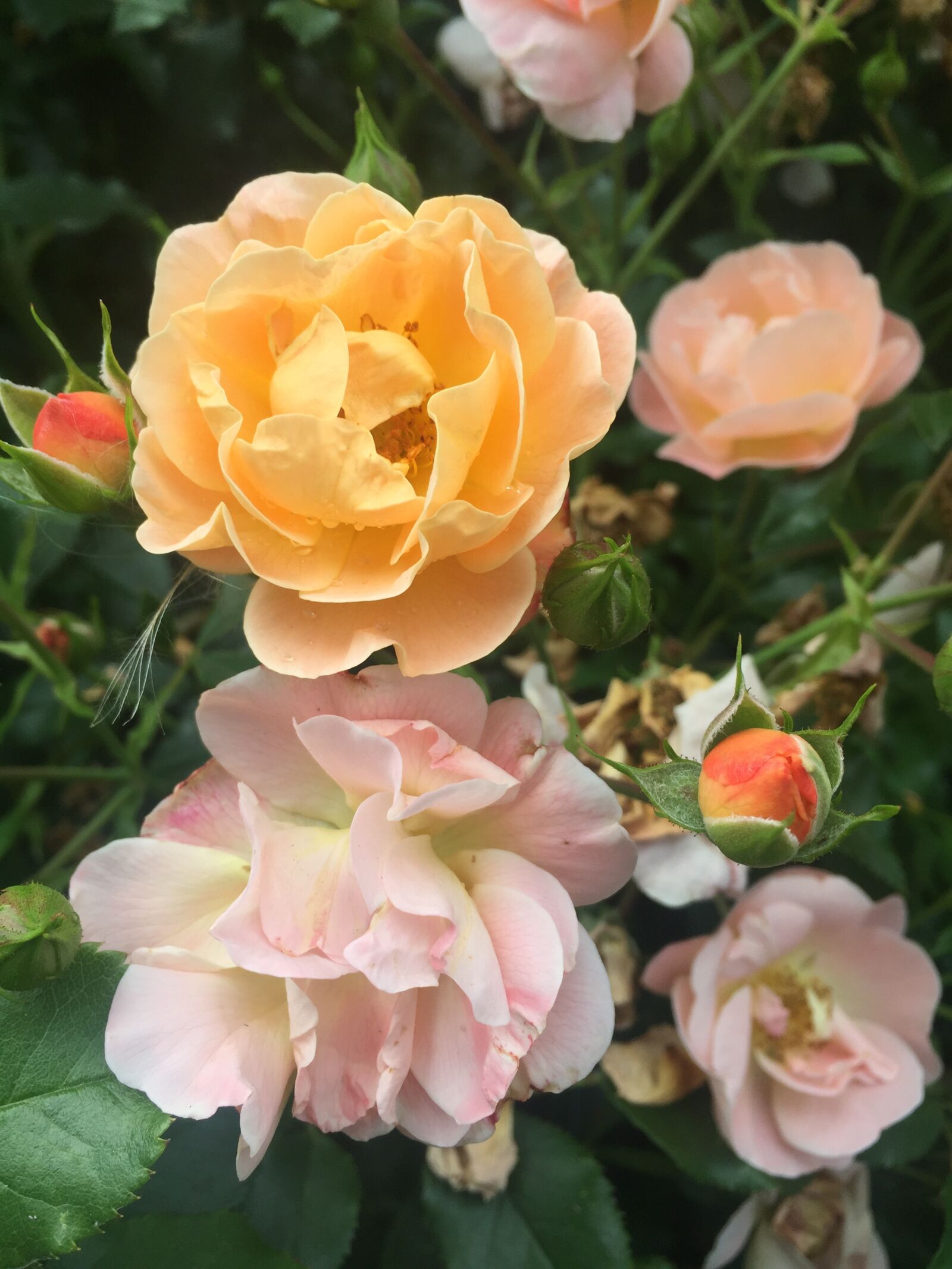 iPhone 6 Plus back camera 4.15mm f/2.2 sample photo. Flower, roses, nature photography