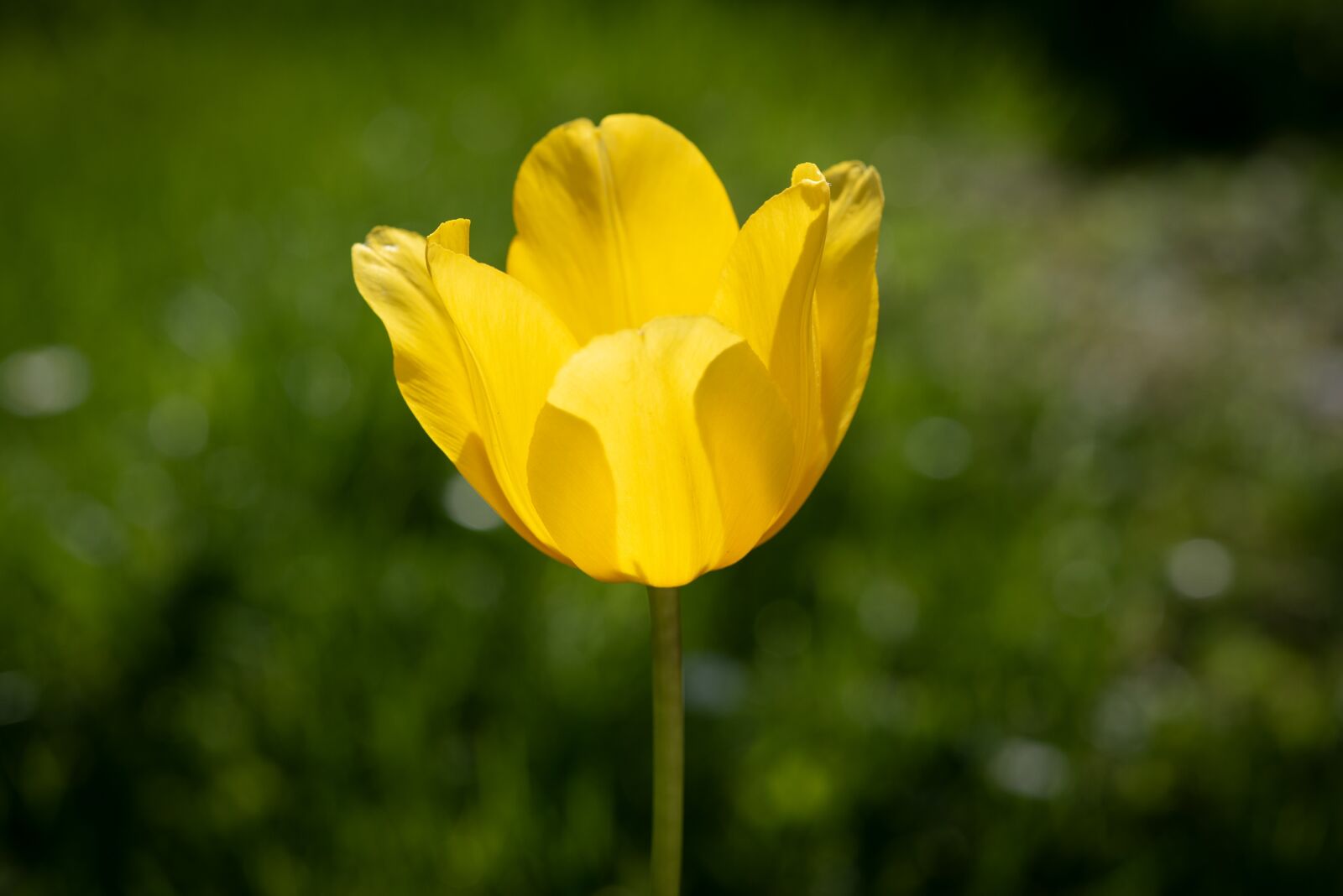 Nikon D750 sample photo. Tulip, flower, yellow photography