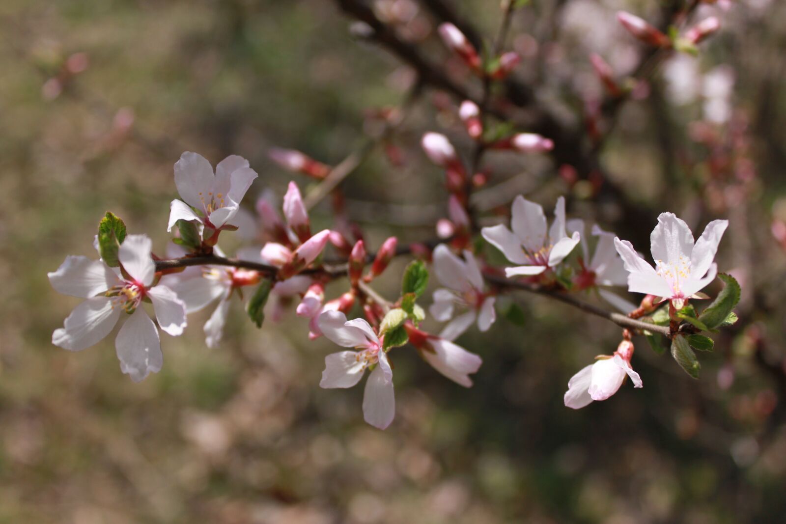 Canon EOS 500D (EOS Rebel T1i / EOS Kiss X3) sample photo. Flowers, cherry tree, cherry photography
