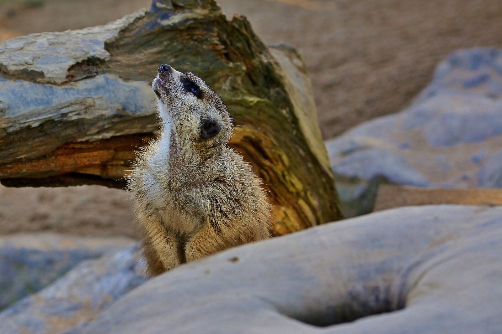 Nikon D5200 sample photo. Animal world, meerkat, nature photography
