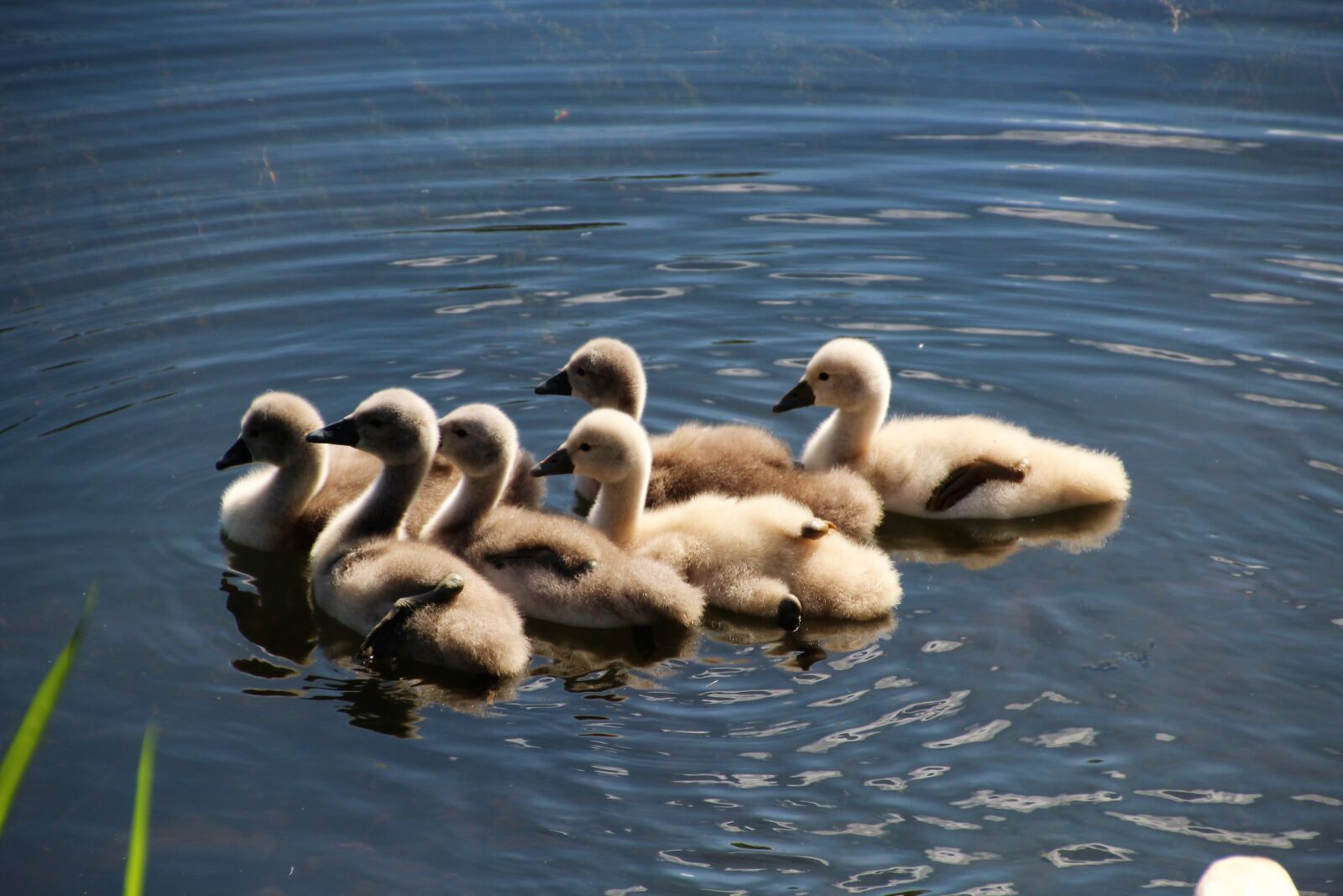 Canon EOS 1200D (EOS Rebel T5 / EOS Kiss X70 / EOS Hi) sample photo. Animals, swans, chicks photography