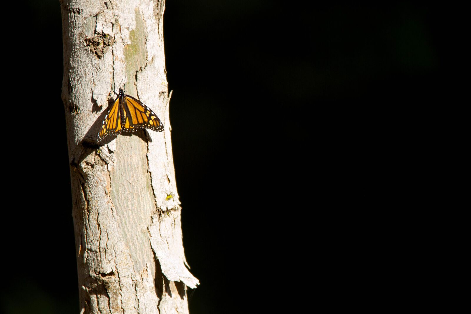 Canon EOS 5D Mark III sample photo. Monarch butterfly, california photography