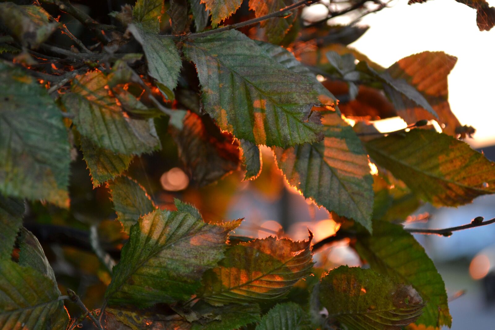 Nikon D3100 sample photo. Autumn, tree, leaves photography