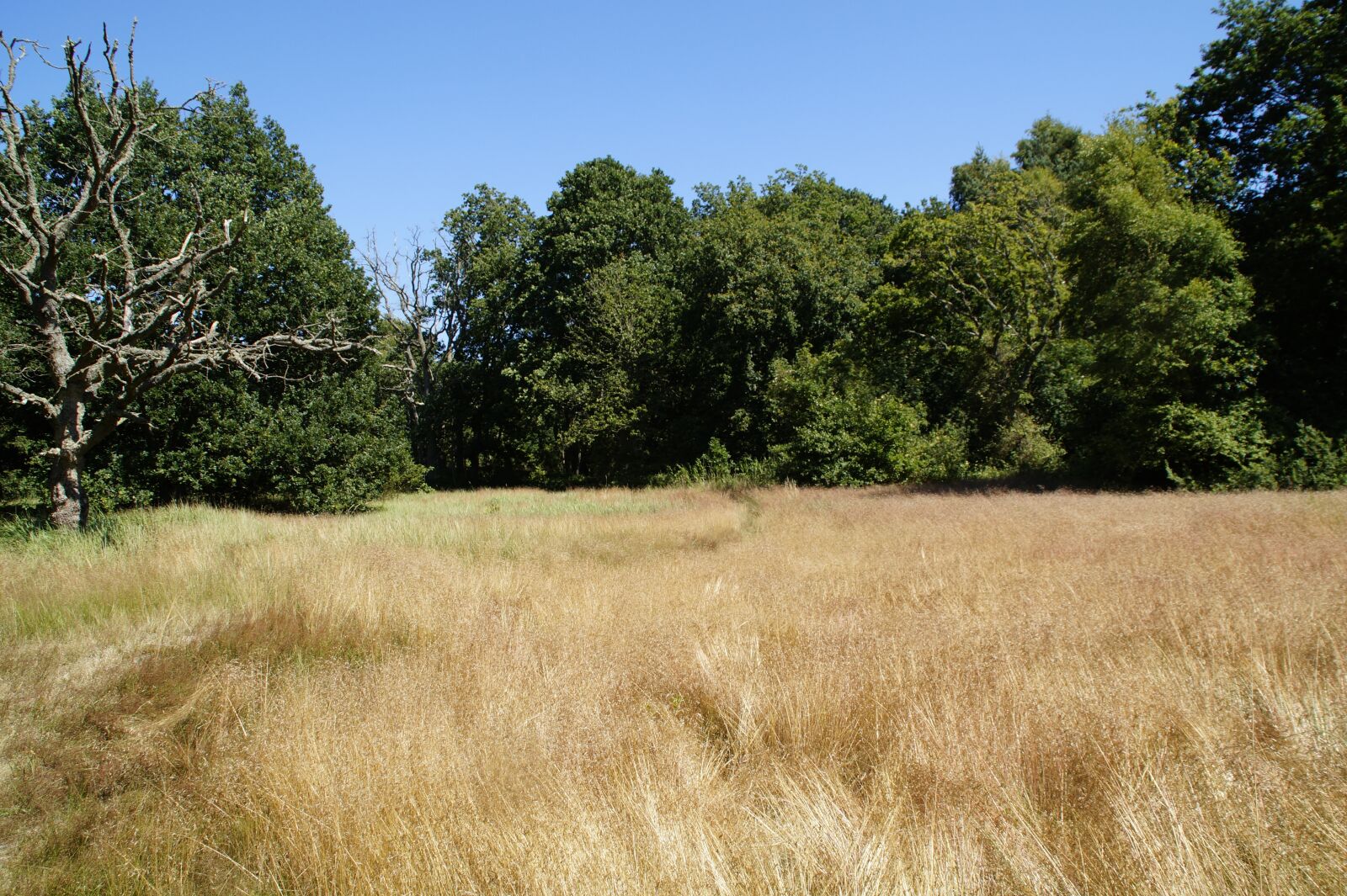 Sony SLT-A58 sample photo. Landscape, nature, grass photography