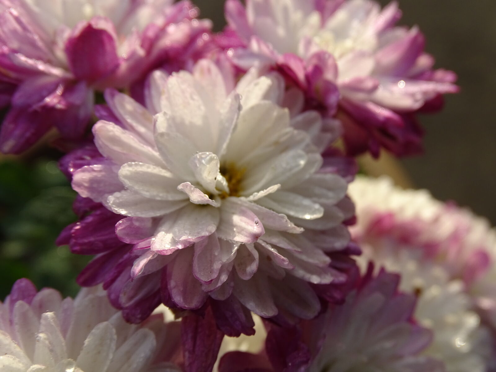 Sony Cyber-shot DSC-HX400V sample photo. Flower, macro, photography, natrul photography