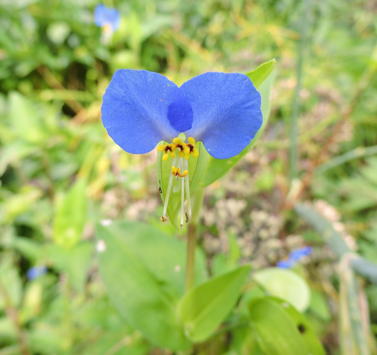 Nikon Coolpix P530 sample photo. Dayflower, commelinaceae, blue flower photography
