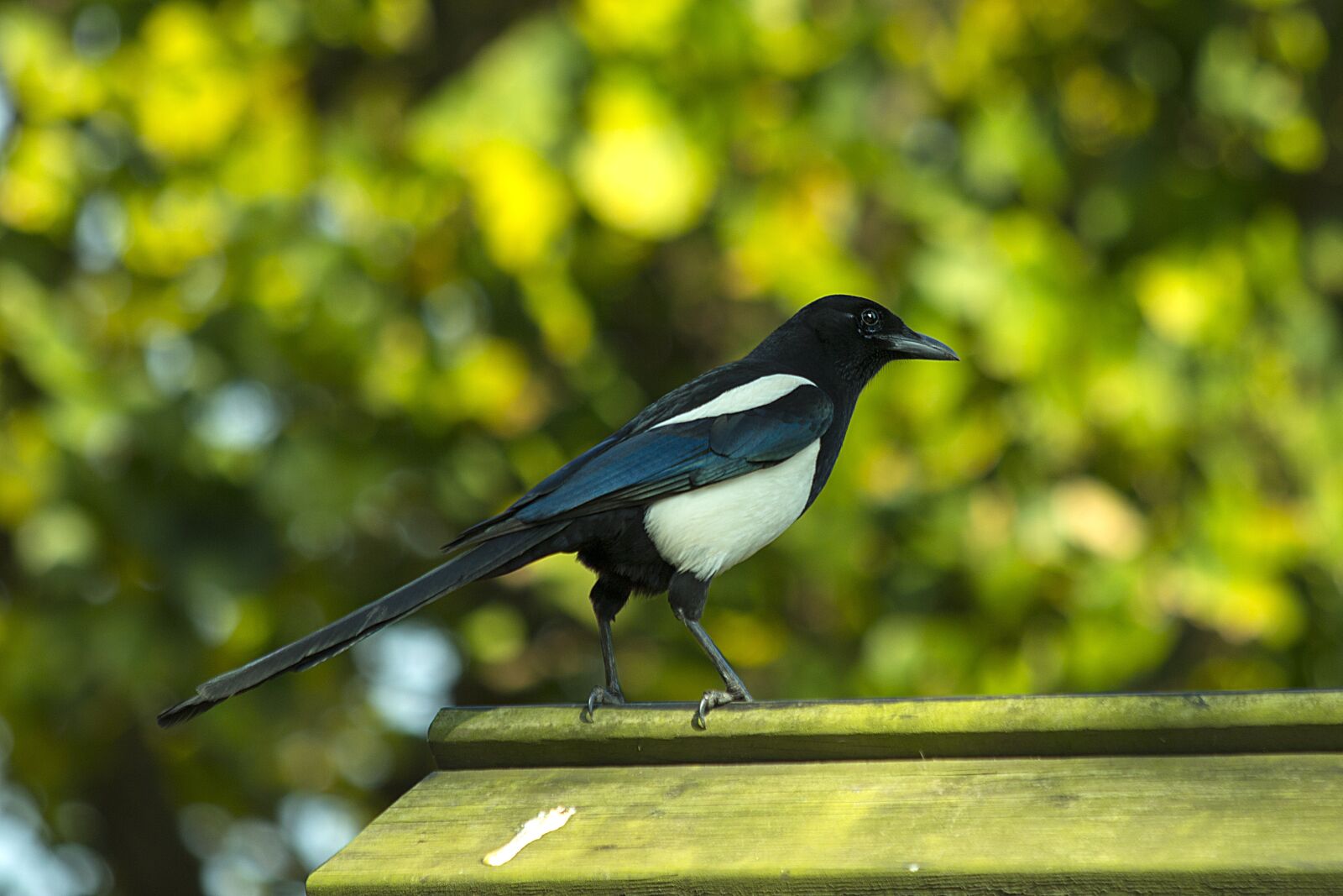 Canon EOS 70D sample photo. Birds, corvidae, magpie photography