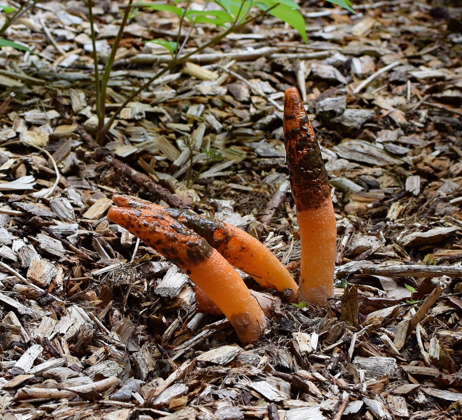 Nikon D3300 sample photo. Mature stinkhorn fungus grouping photography