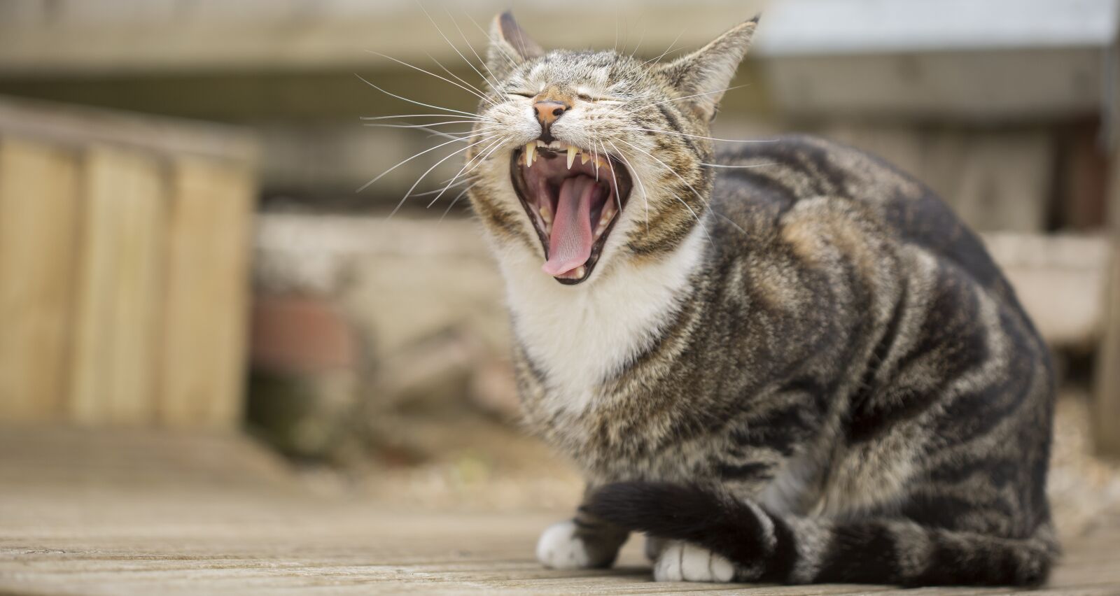 Canon EF 100mm F2.8 Macro USM sample photo. Cat, animals, pet photography