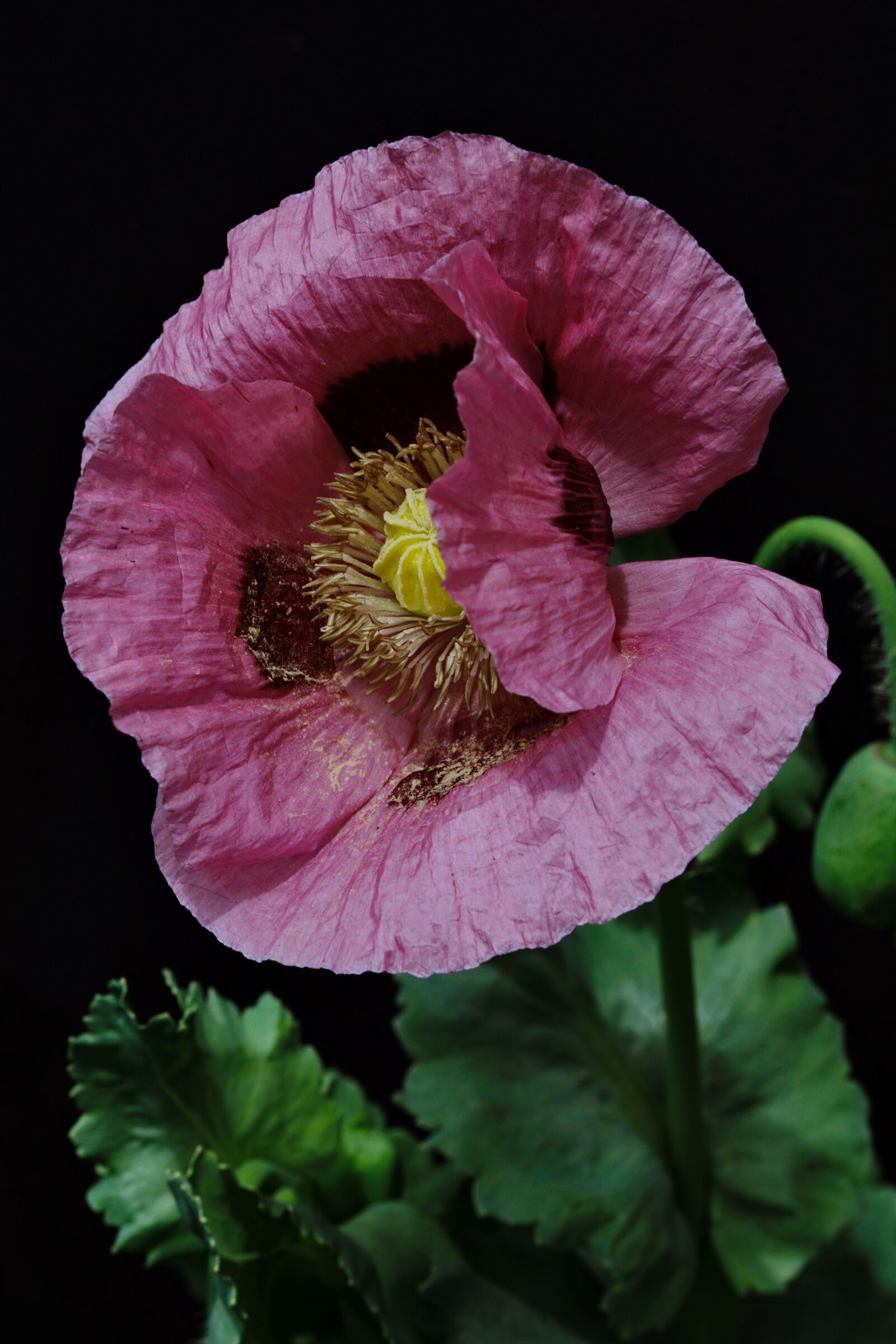 105mm F2.8 sample photo. Klatschmohn, opium poppy, purple photography