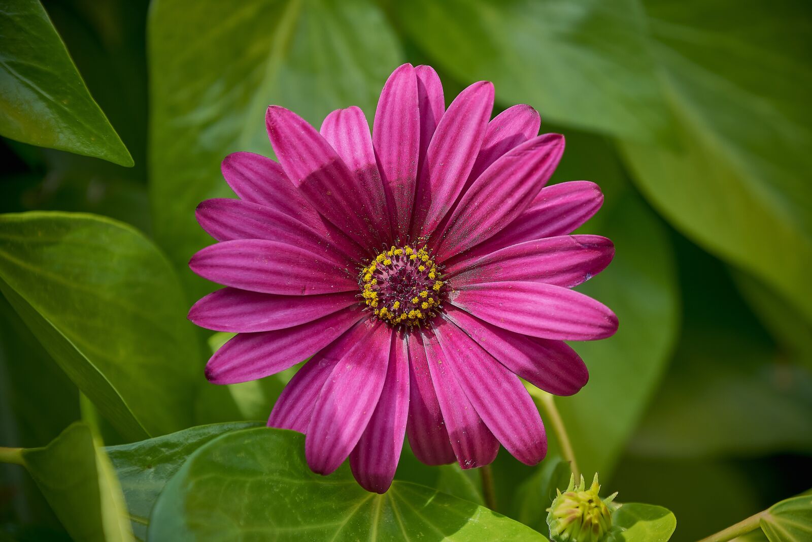 Nikon D7200 sample photo. Daisy, garden, beautiful photography