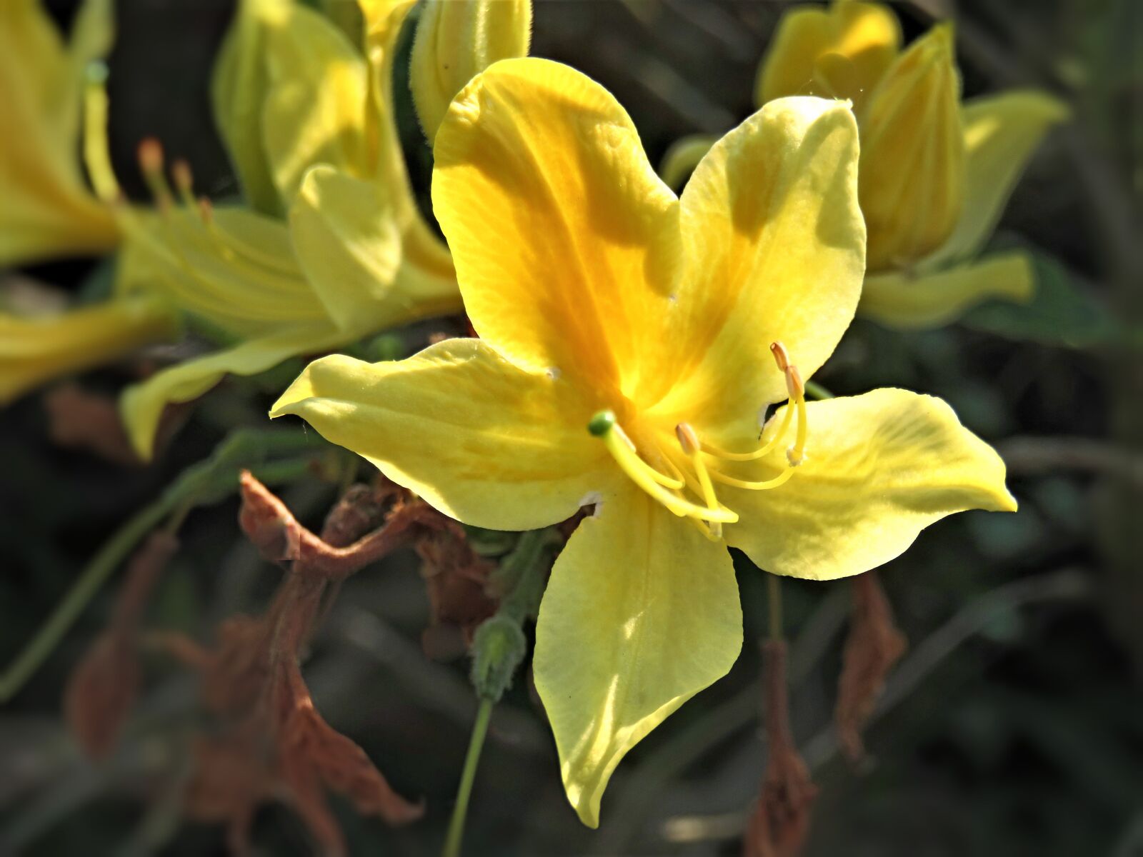 Canon PowerShot SX710 HS sample photo. Plant, azalea, scent of photography