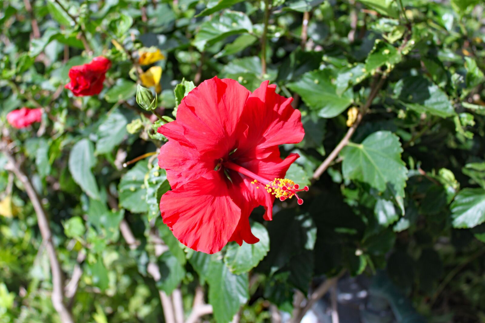 Canon EOS 500D (EOS Rebel T1i / EOS Kiss X3) sample photo. Hawaii, hibiscus, tropical photography