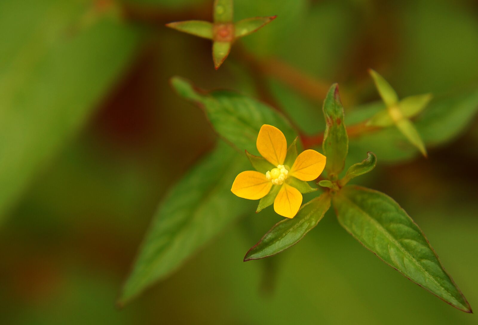 Sony Alpha NEX-F3 + Sony E 18-55mm F3.5-5.6 OSS sample photo. Yellow flowers, wildflowers, flowers photography