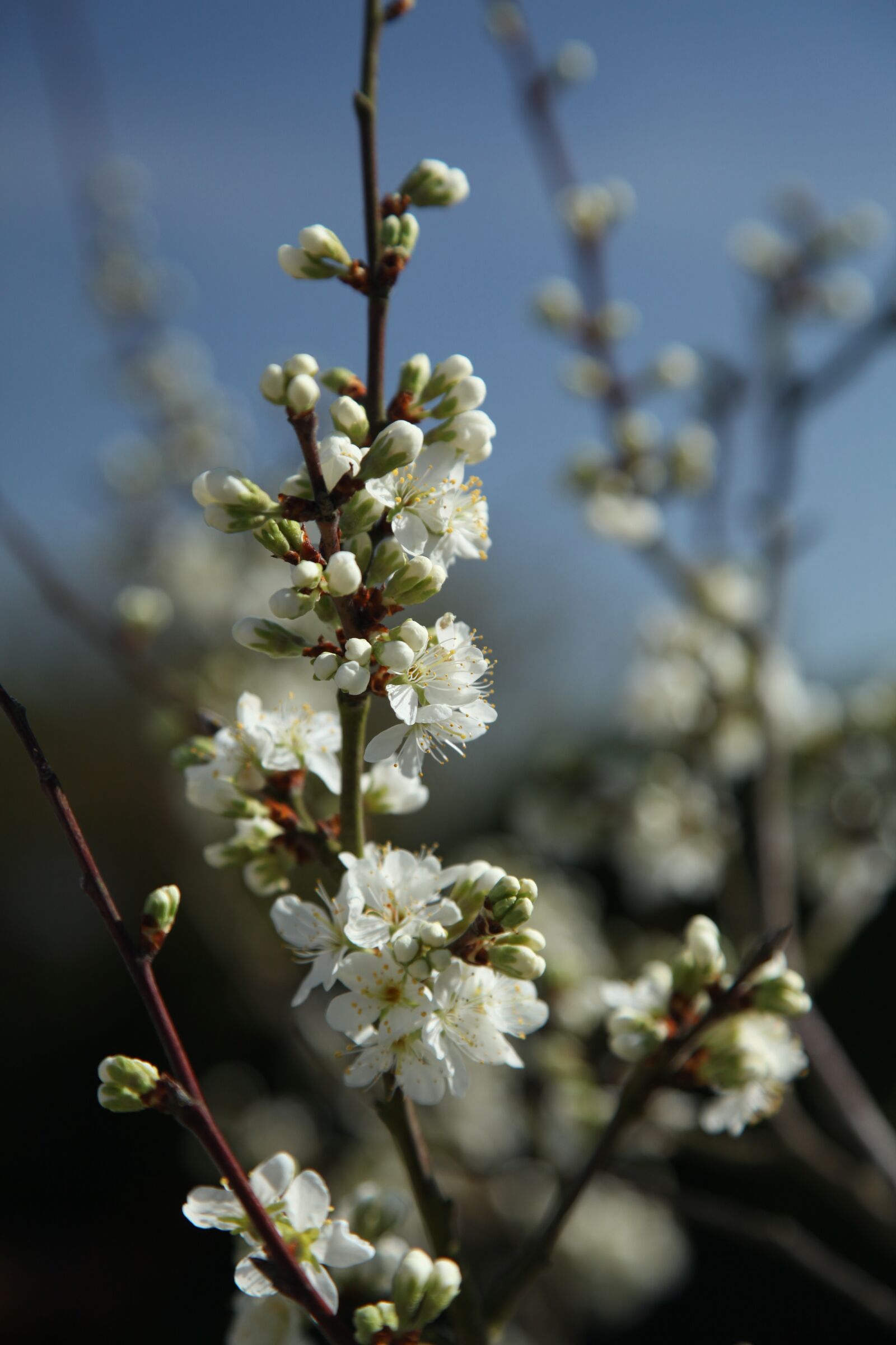 Canon EOS 5D Mark II sample photo. Damson tree, nature, blossom photography