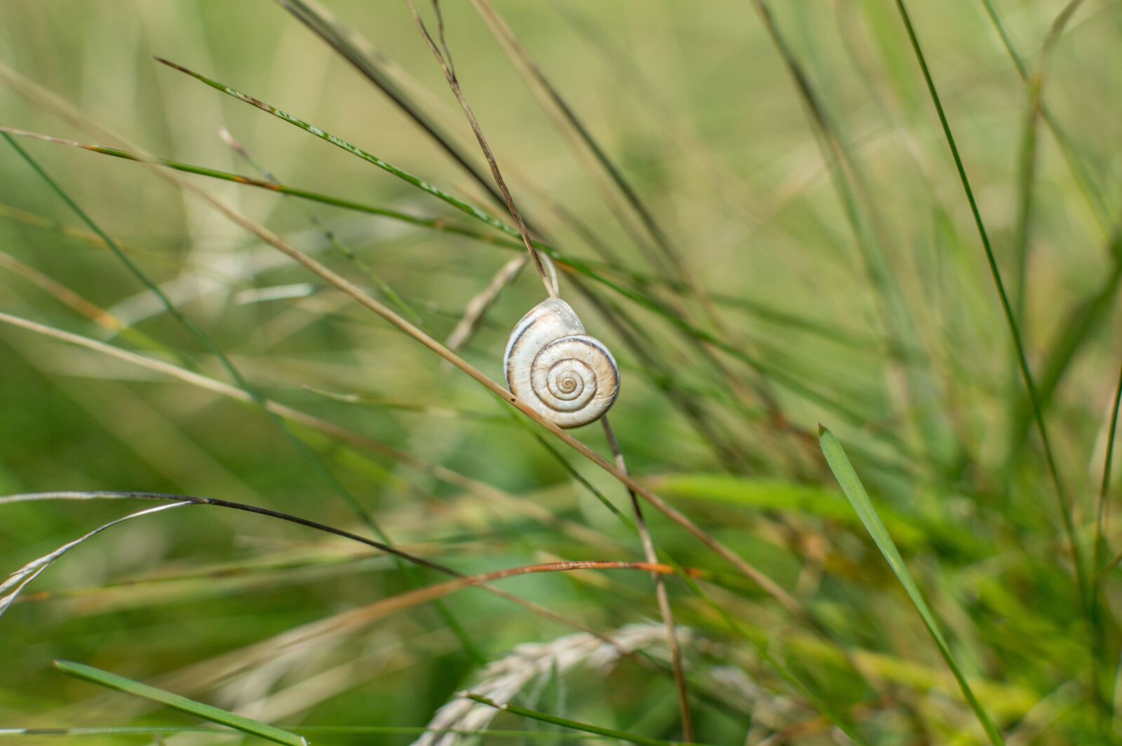 Nikon D3200 sample photo. Snail, shell, nature photography