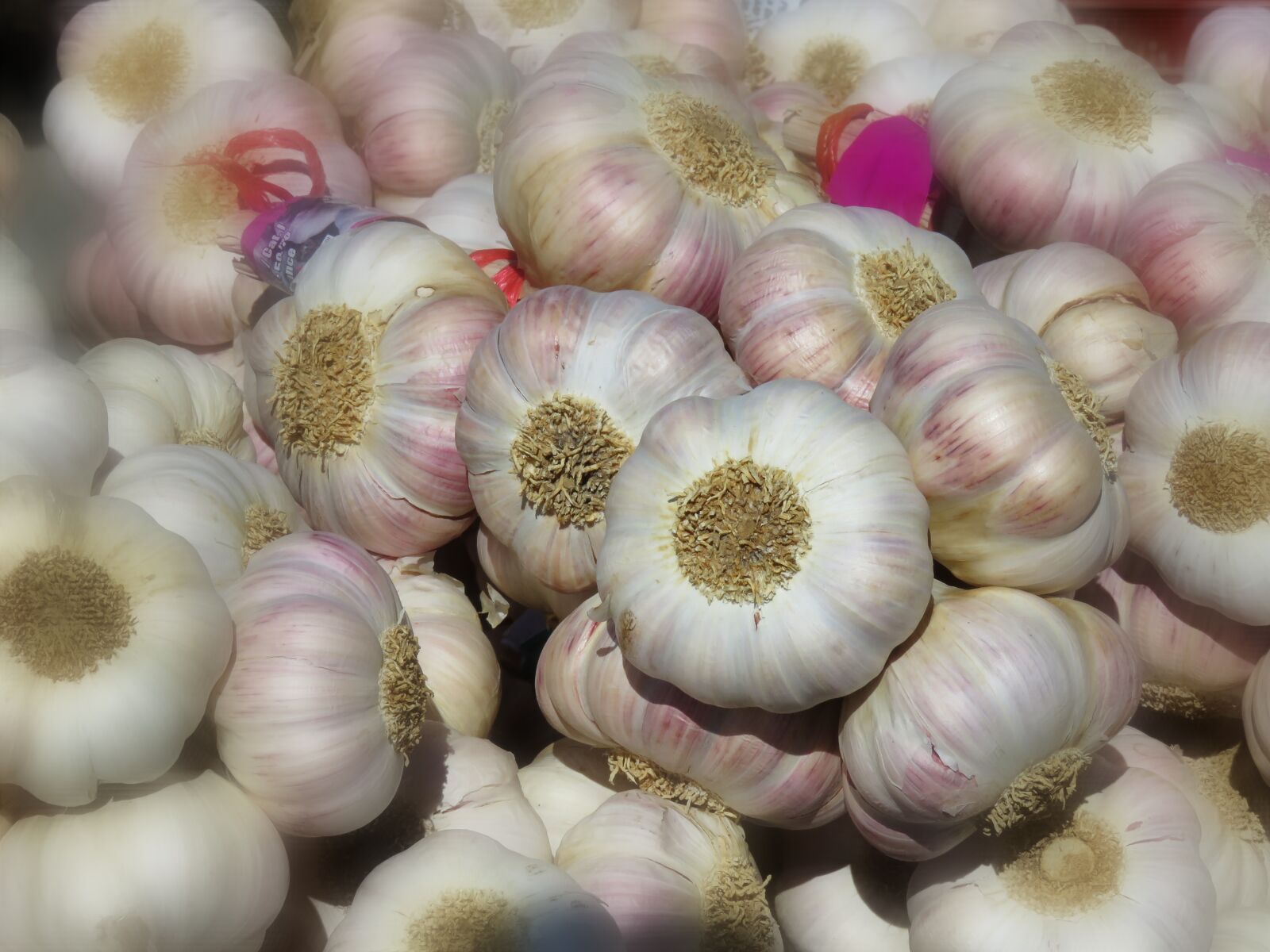 Canon PowerShot SX60 HS sample photo. Garlic, plant, nature photography
