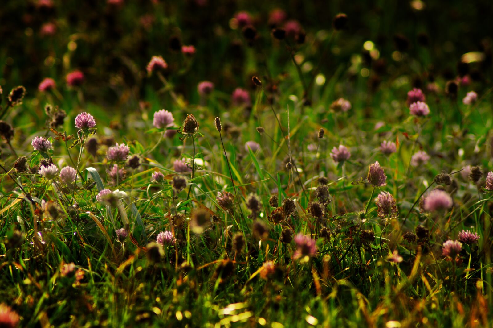 Sony SLT-A57 sample photo. Flower meadow, autumn, meadow photography