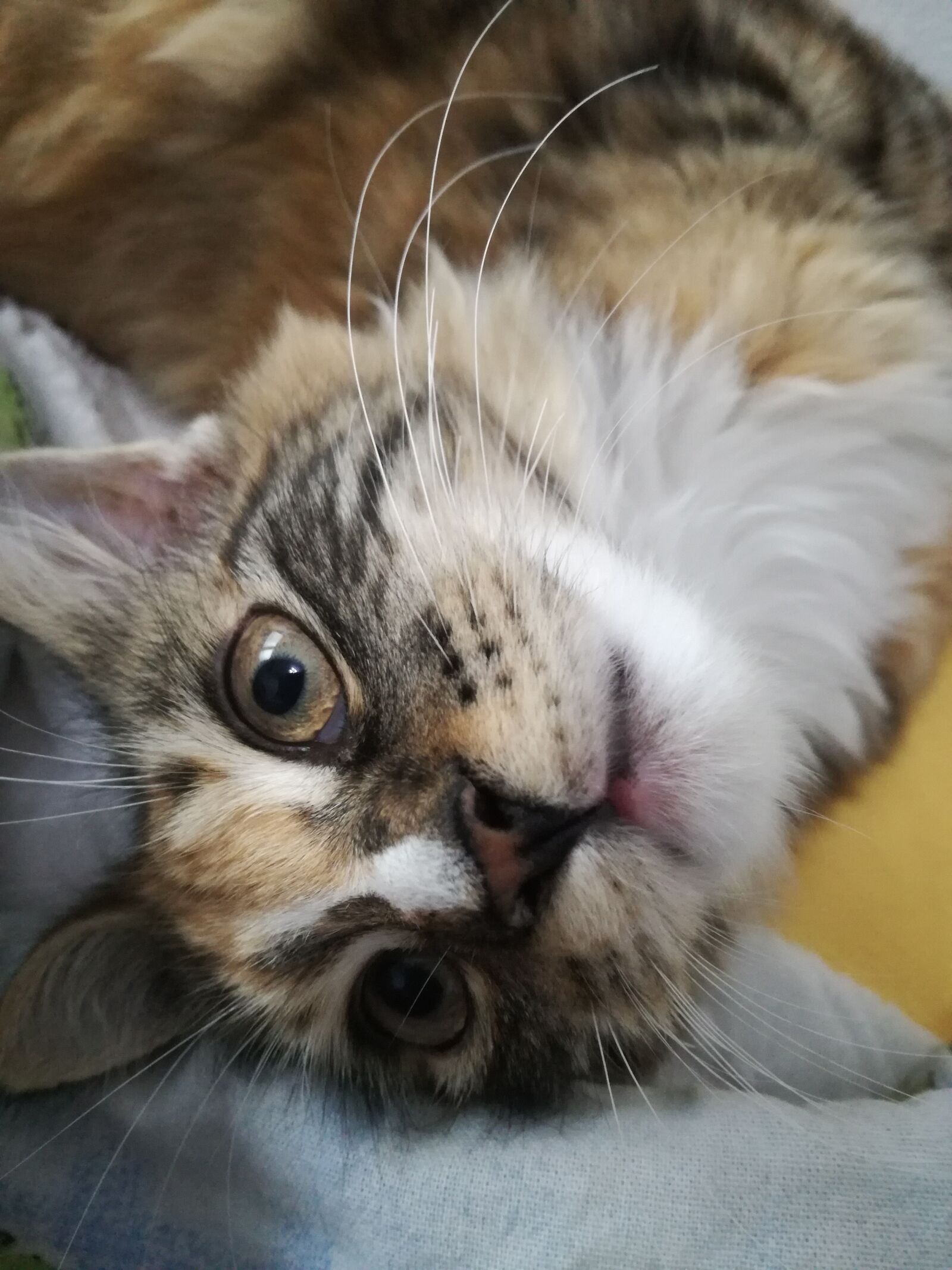 HUAWEI P9 LITE sample photo. Cat, cute, whiskers photography