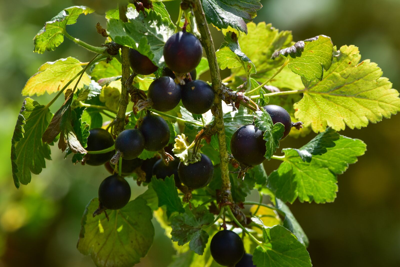 Nikon D5500 sample photo. Fruit, garden, leaf photography