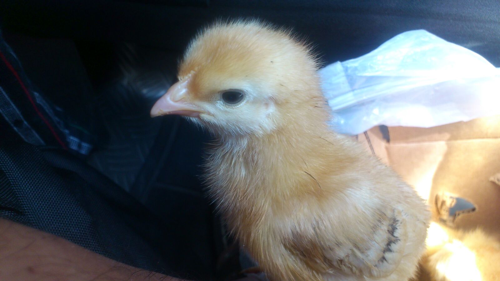 Sony Ericsson Xperia ray sample photo. Baby, chick, chick, sasoo photography