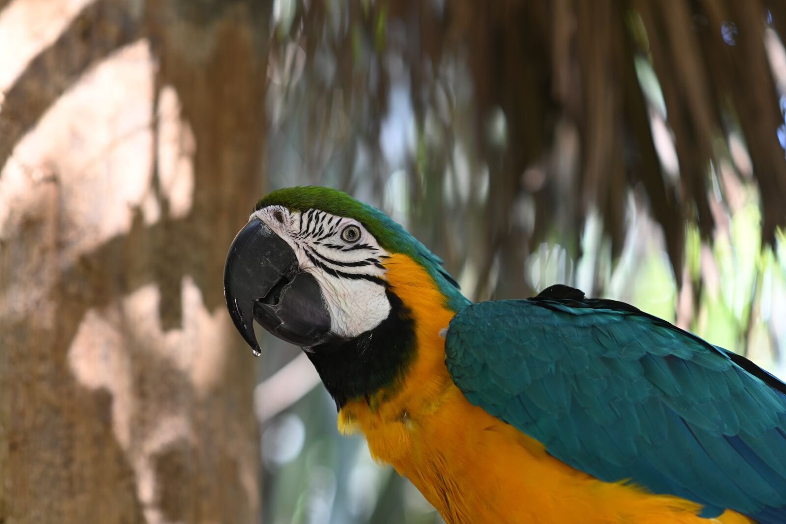 Nikon Z7 sample photo. Parrot, zoo, colorful photography