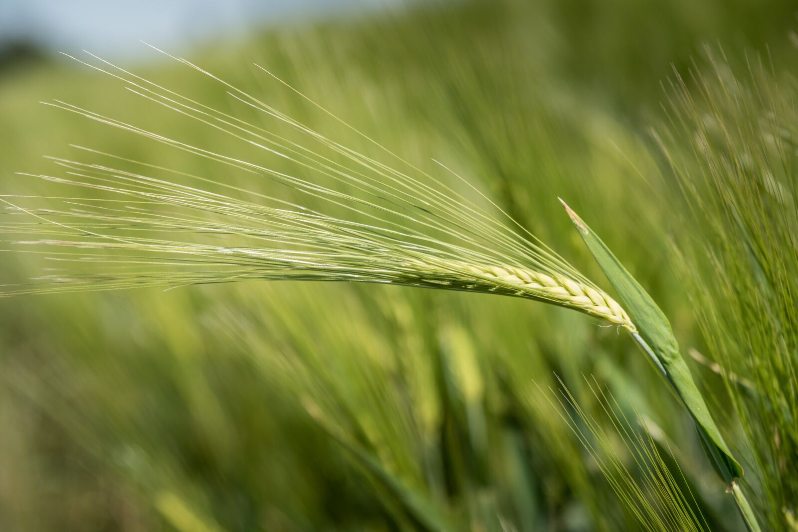 Nikon D750 sample photo. Barley, cereals, agriculture photography