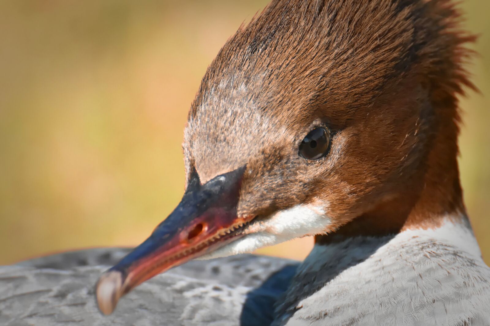 Nikon D7200 sample photo. Merganser, mergus merganser, duck photography