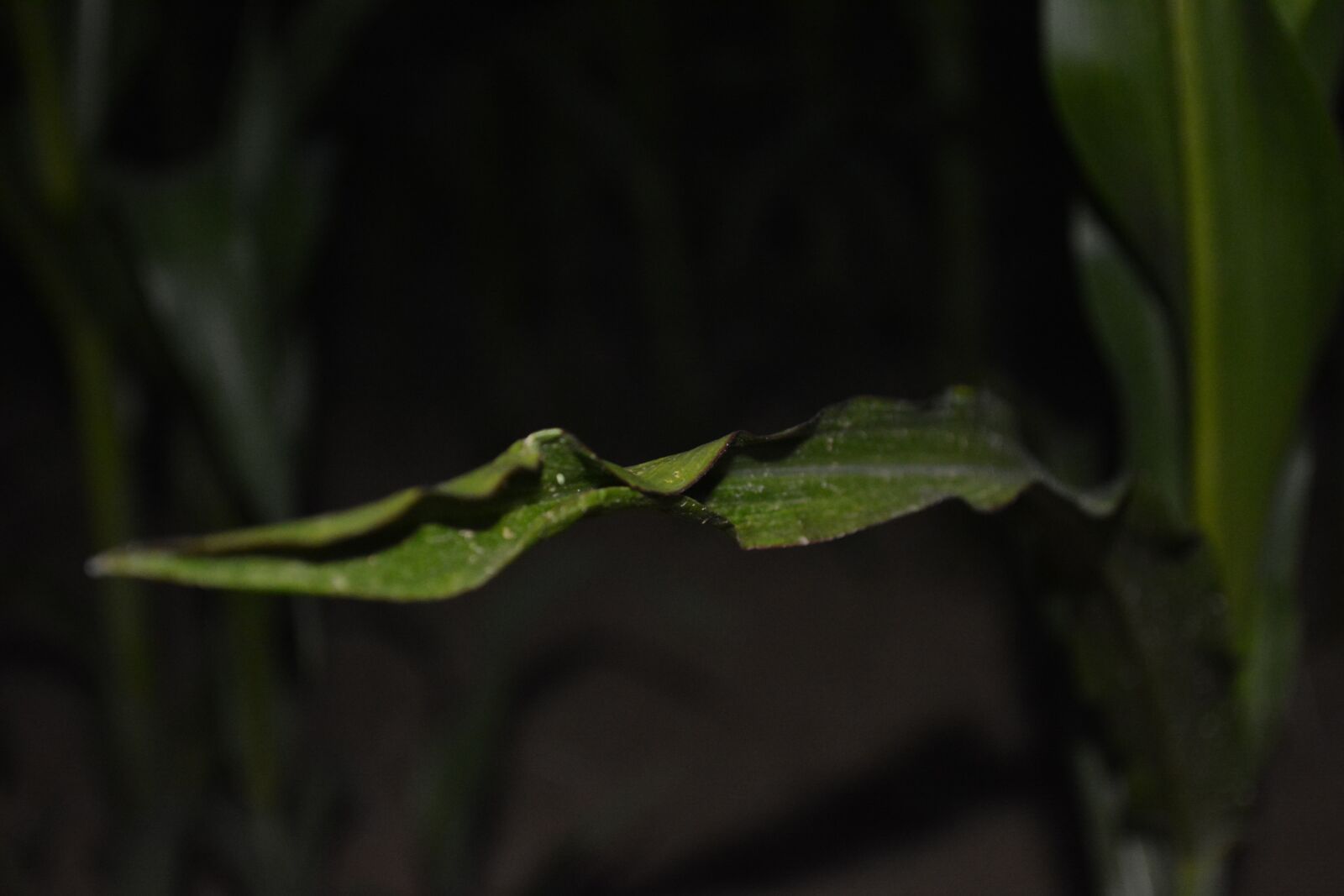 Nikon D5200 sample photo. Corn leaf, plant, cornfield photography