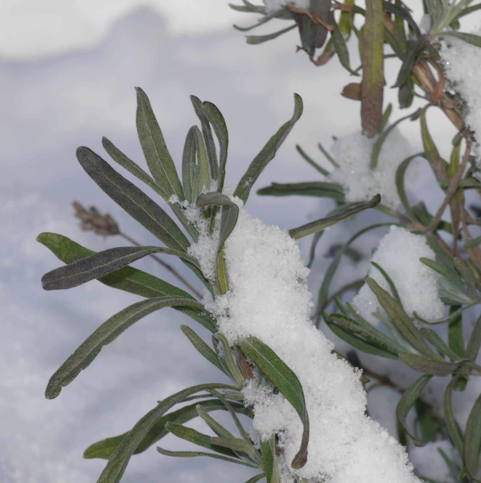 Panasonic Lumix DMC-G6 sample photo. Lavender, snow, winter photography
