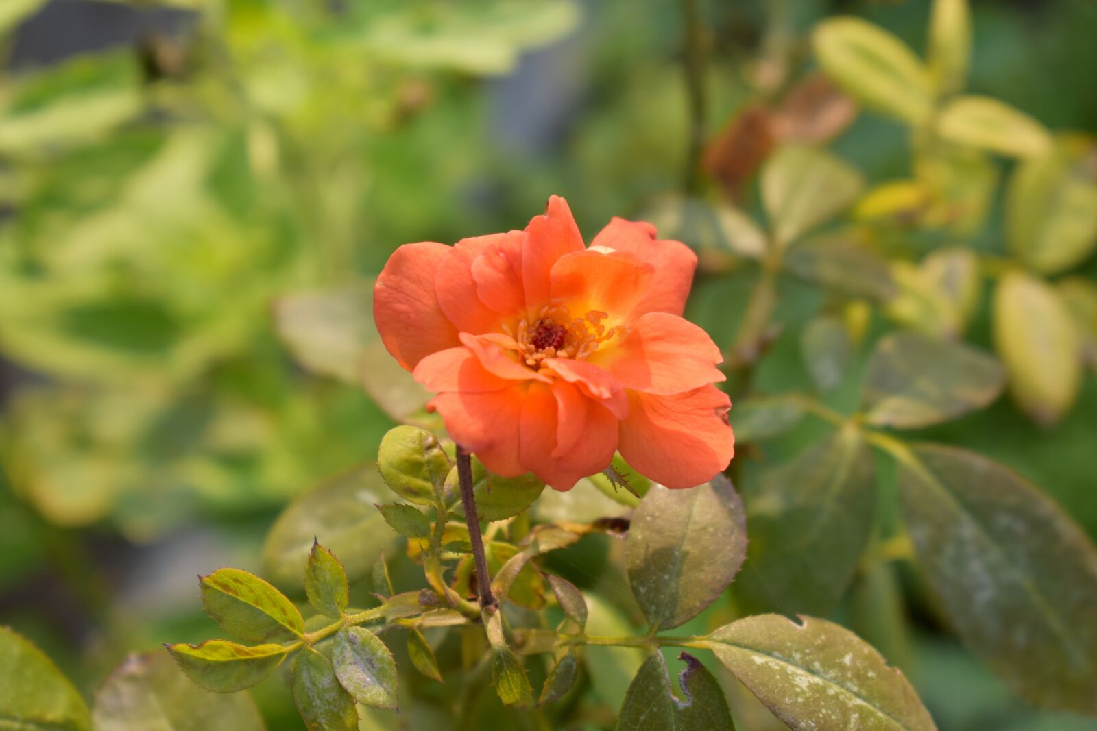 Nikon D5600 sample photo. Pink rose, rosaceae, rose photography