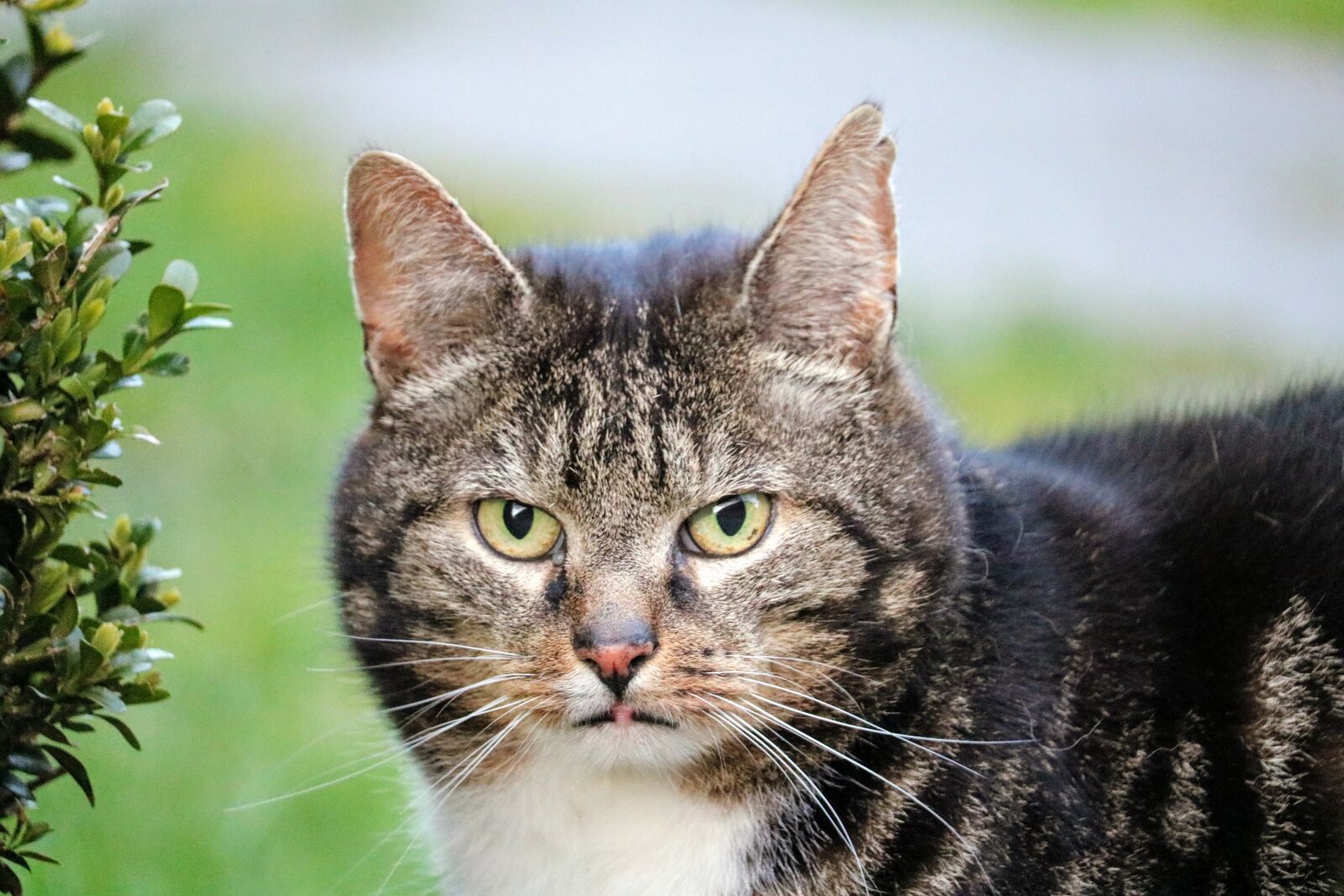 Canon EOS 750D (EOS Rebel T6i / EOS Kiss X8i) sample photo. Animal, cute, nature photography