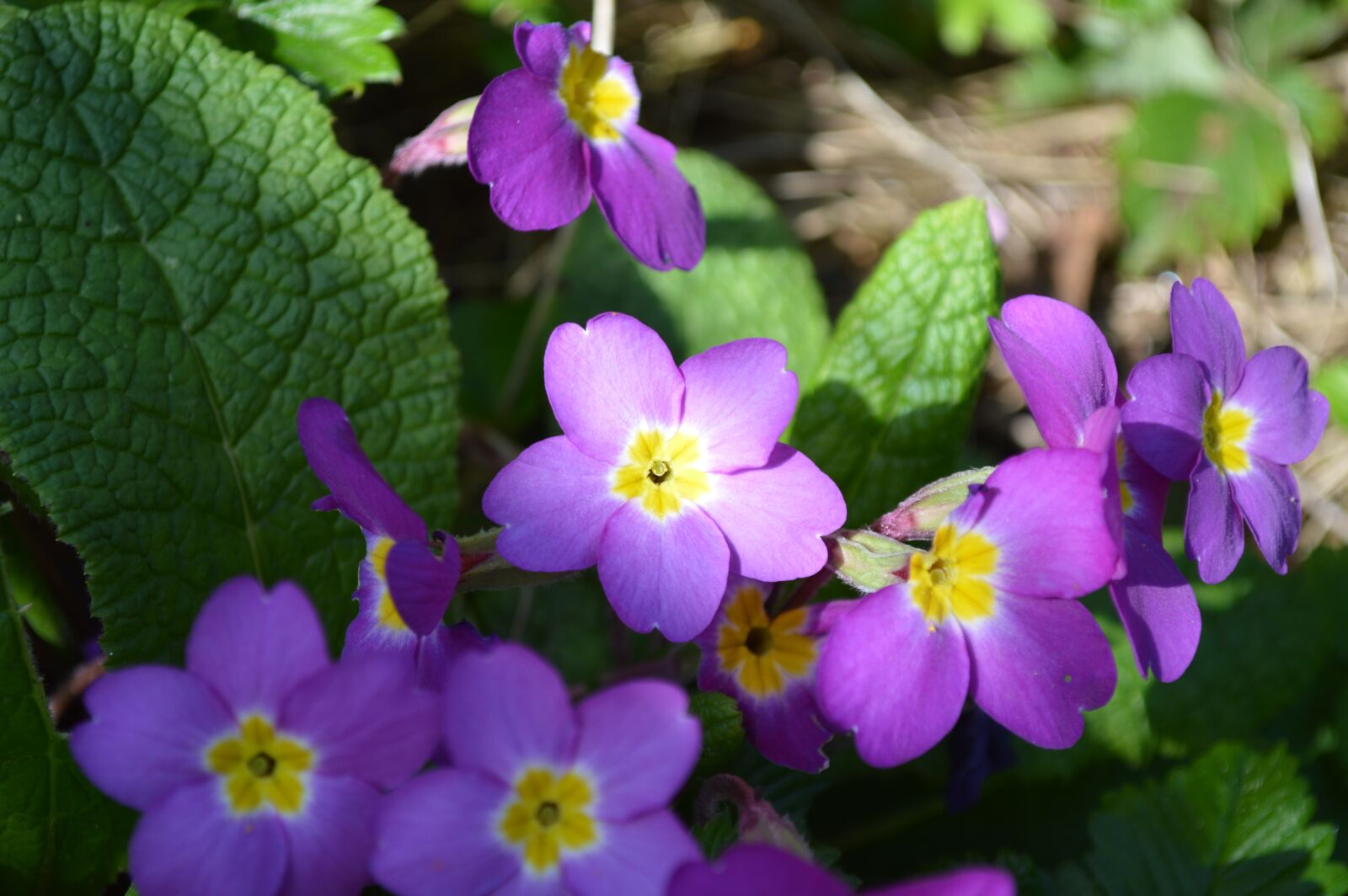 Nikon D3200 sample photo. Nature, flower, flora photography
