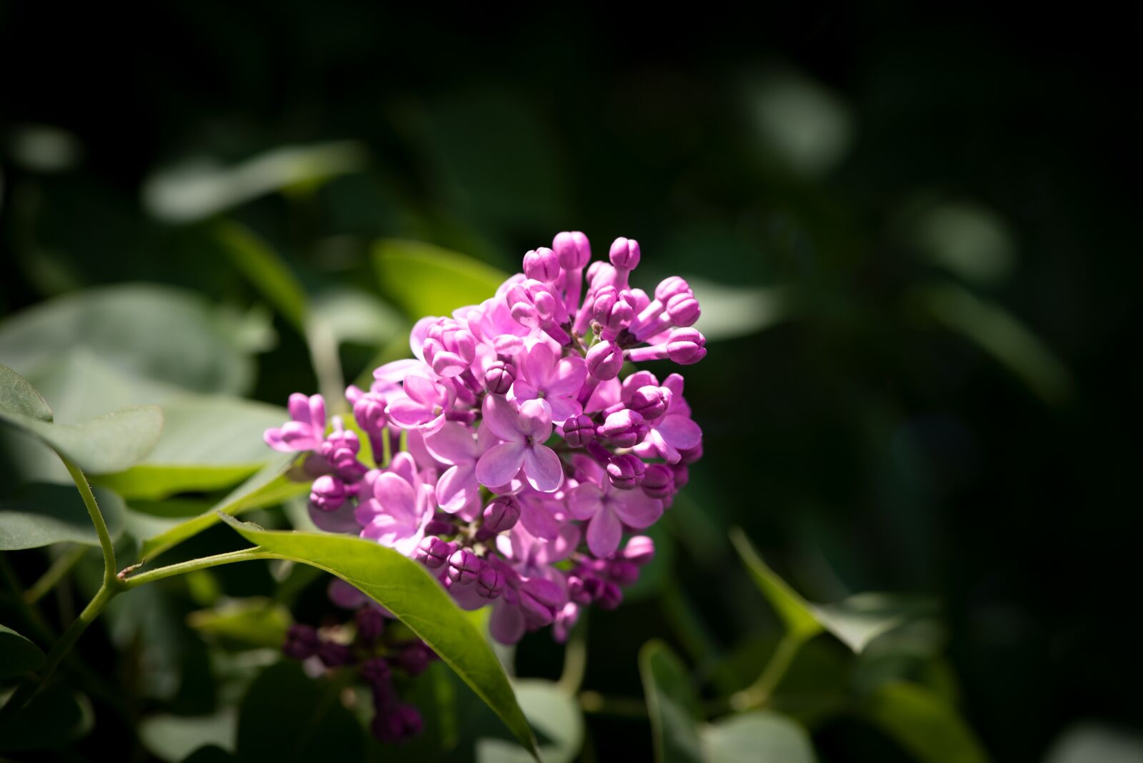 Nikon D750 sample photo. Lilac, blossom, bloom photography