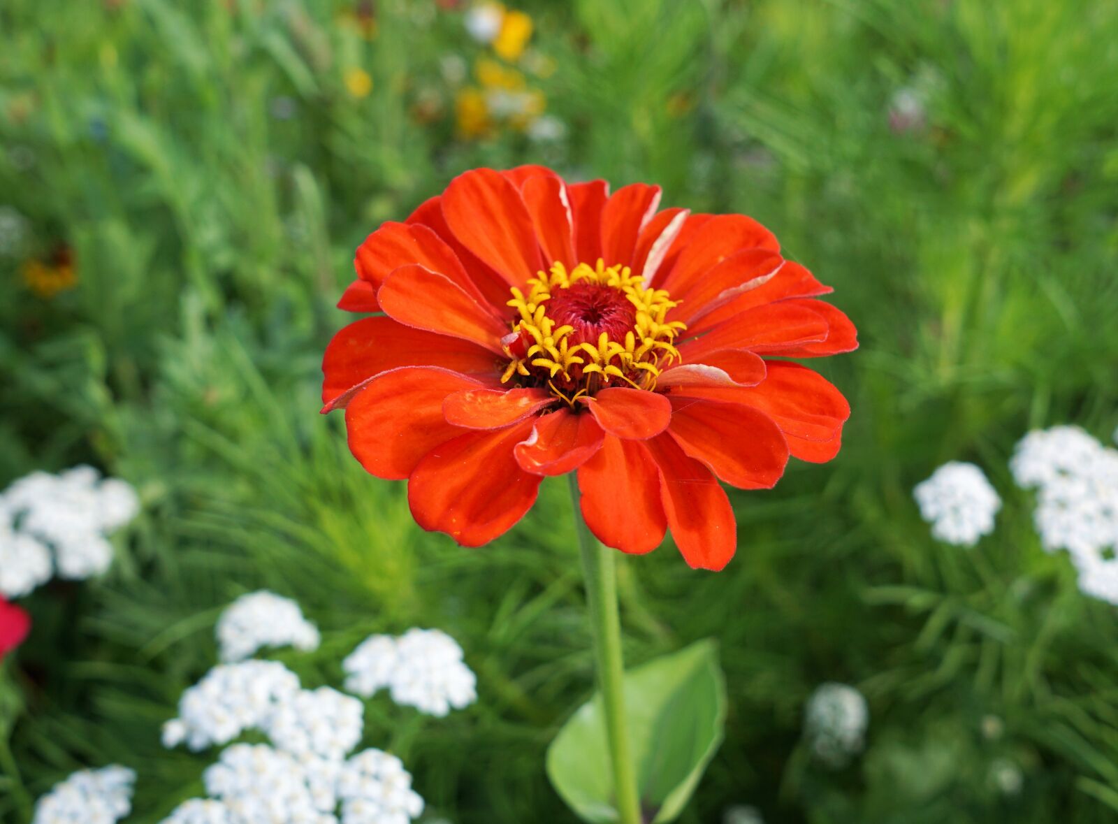 Sony a6000 + Sigma 19mm F2.8 EX DN sample photo. Flower, blossom, bloom photography