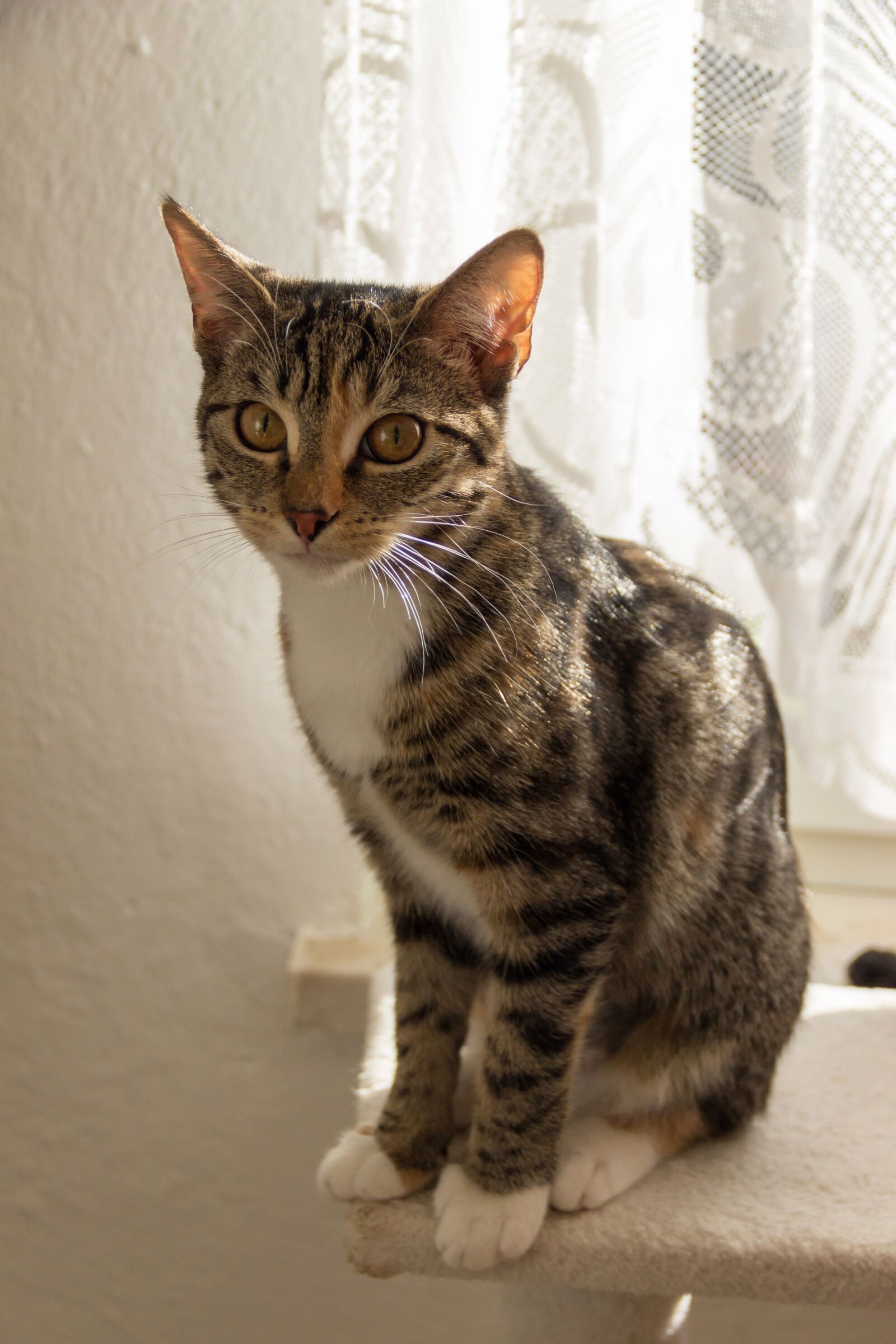 Canon EOS 600D (Rebel EOS T3i / EOS Kiss X5) sample photo. Cat, domestic cat, breed photography