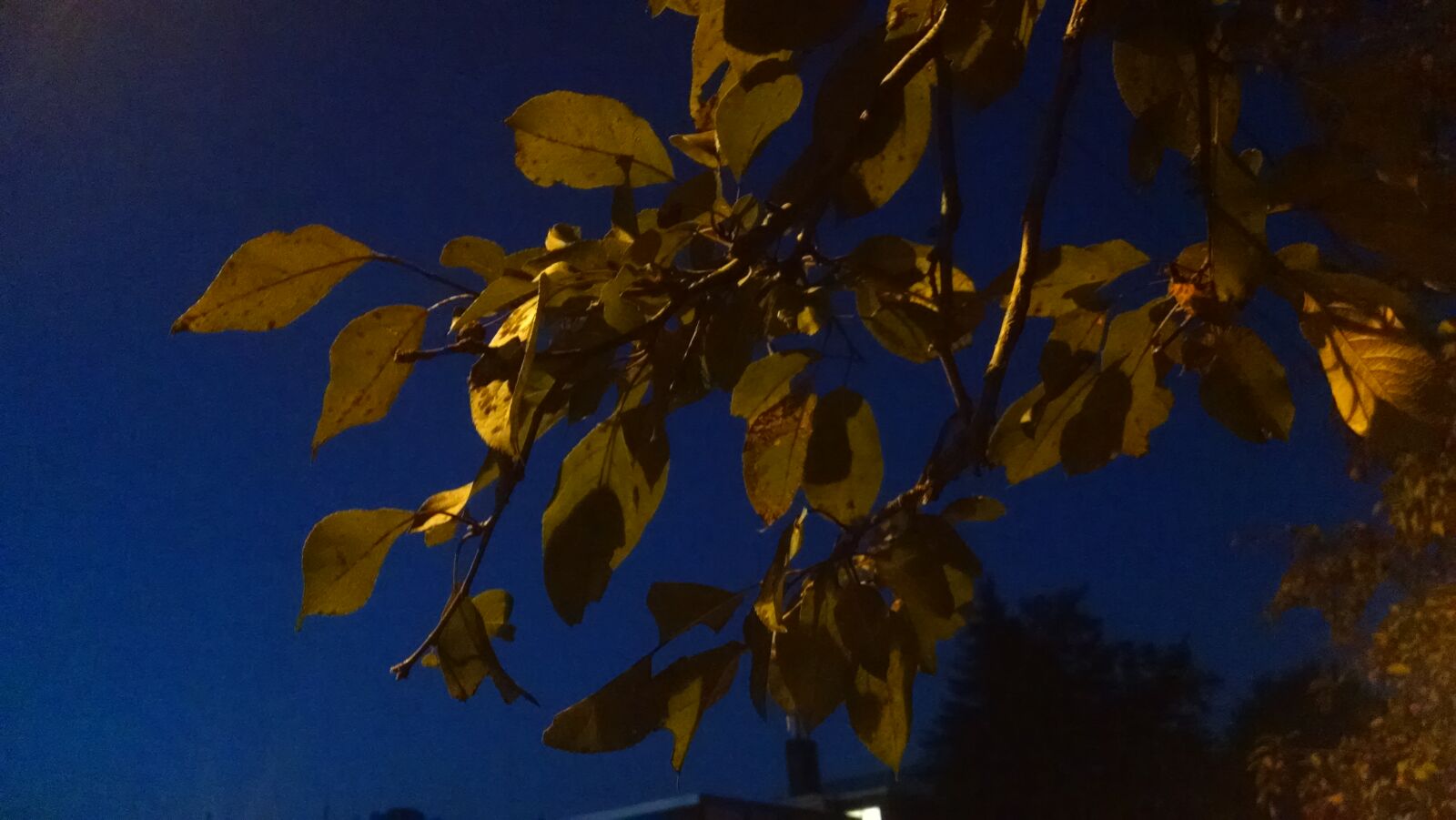 Motorola Moto X (1st Gen) sample photo. Blue, dark, leaves, sky photography