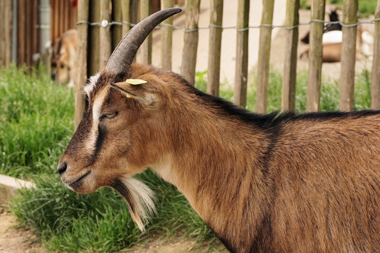 Sony a6000 sample photo. Goat, dwarf goat, pet photography