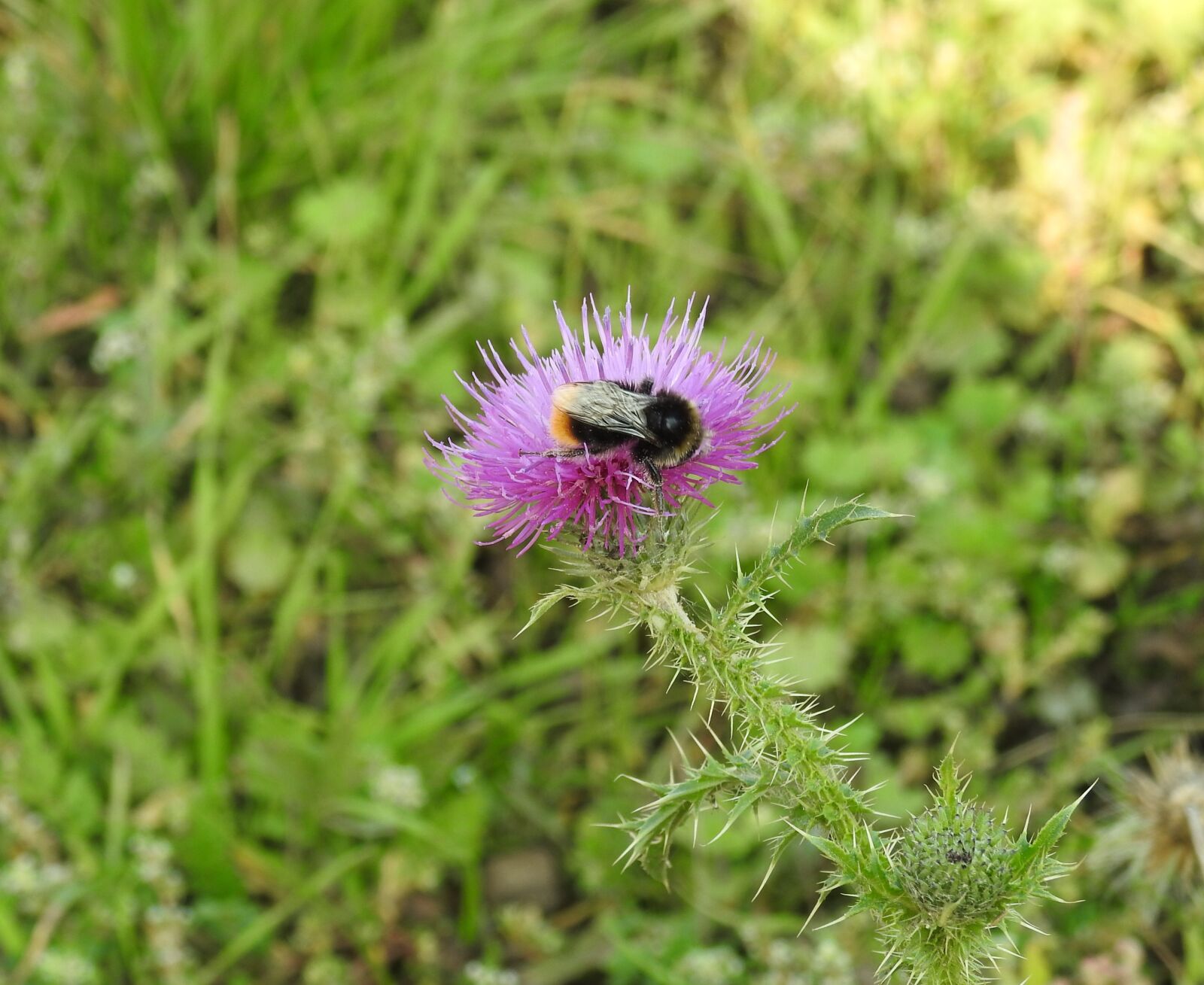 Nikon Coolpix P900 sample photo. Thistle, thistle flower, hummel photography