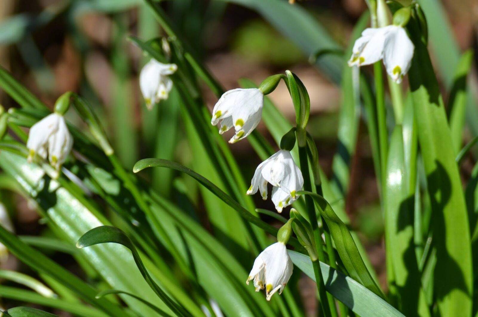 Nikon D5100 sample photo. Spring flowers, snow drop photography
