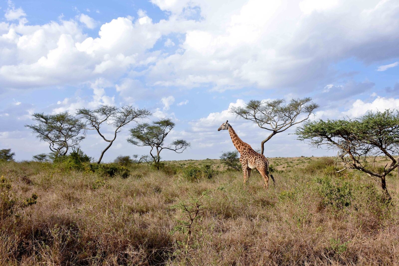 Nikon D7200 sample photo. Giraffe, savanna, national photography