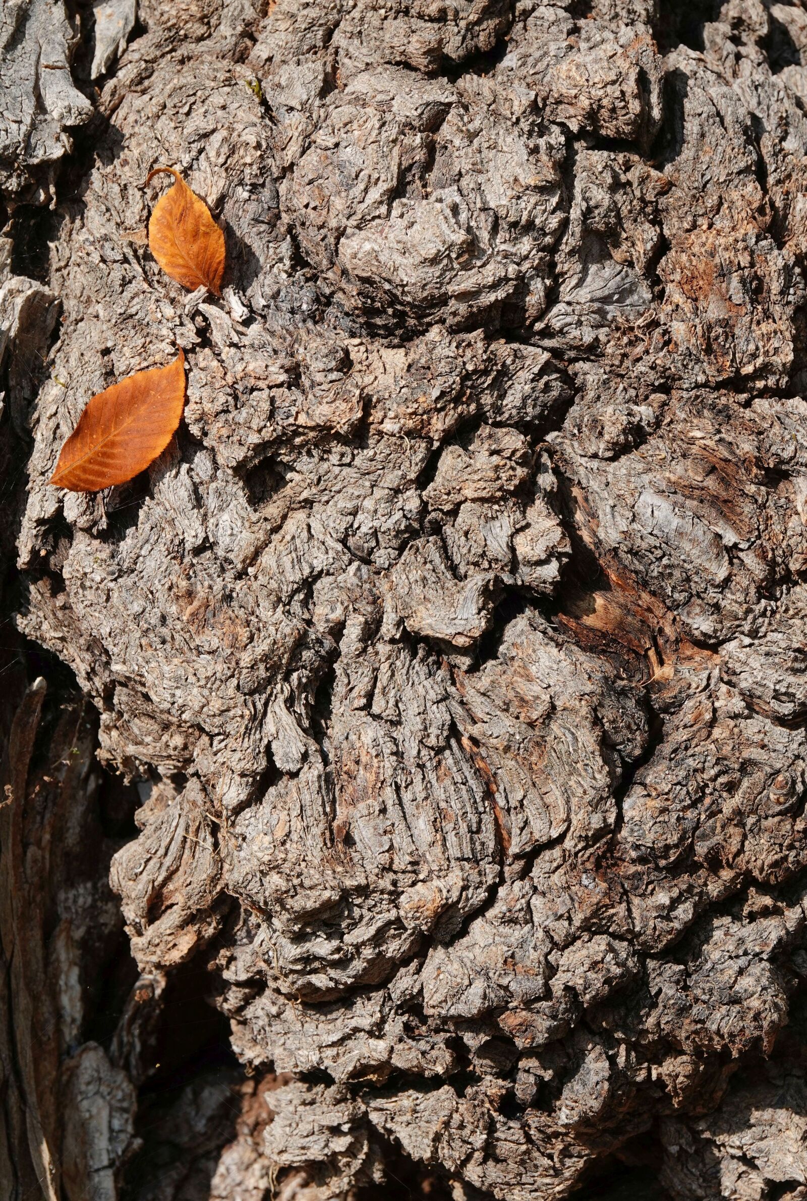 Sony Cyber-shot DSC-RX10 IV sample photo. Bark, tribe, tree photography