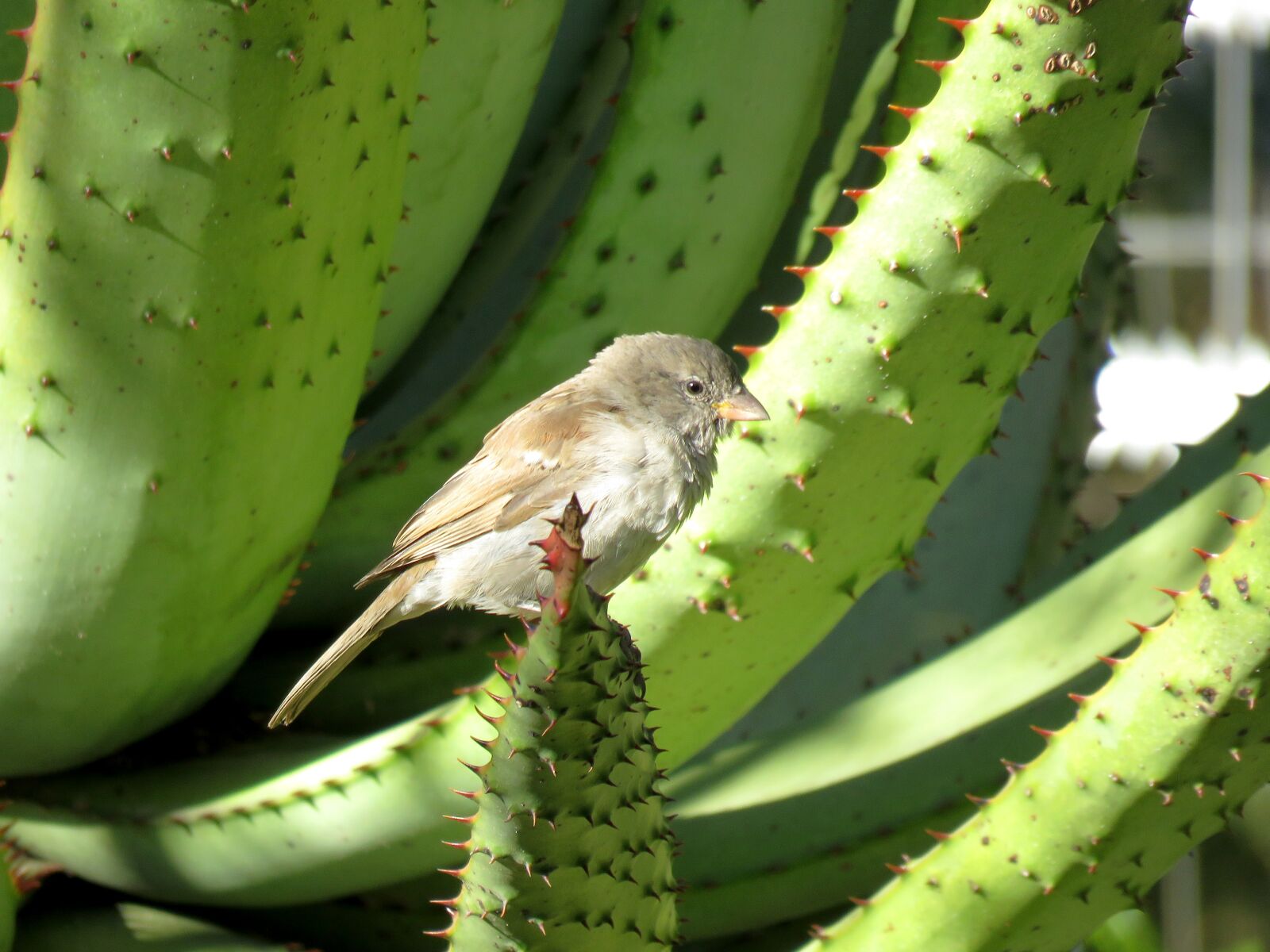 Canon PowerShot SX60 HS sample photo. Bird, finch, small bird photography