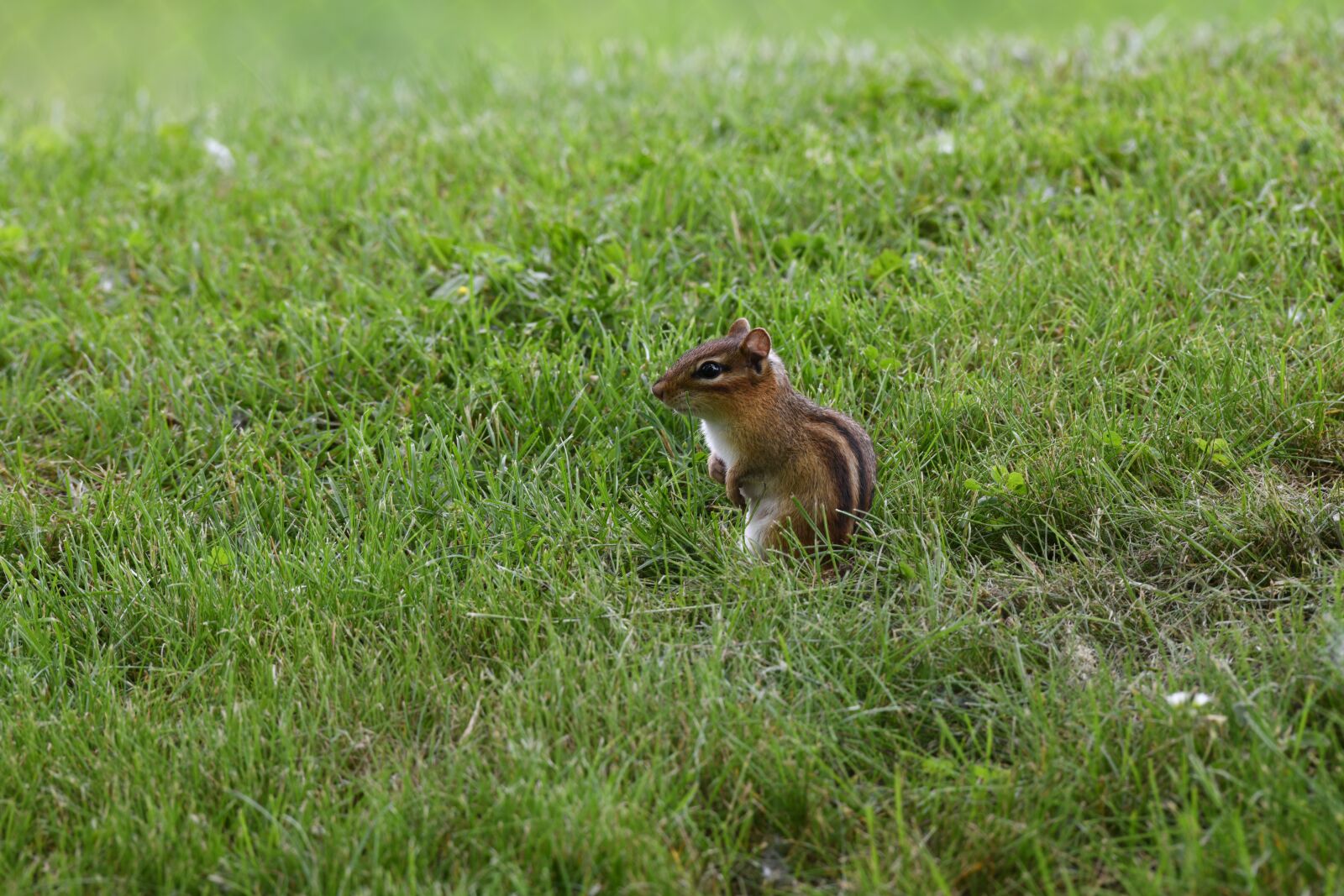 Nikon D850 sample photo. Chipmunk, cute, squirrel photography