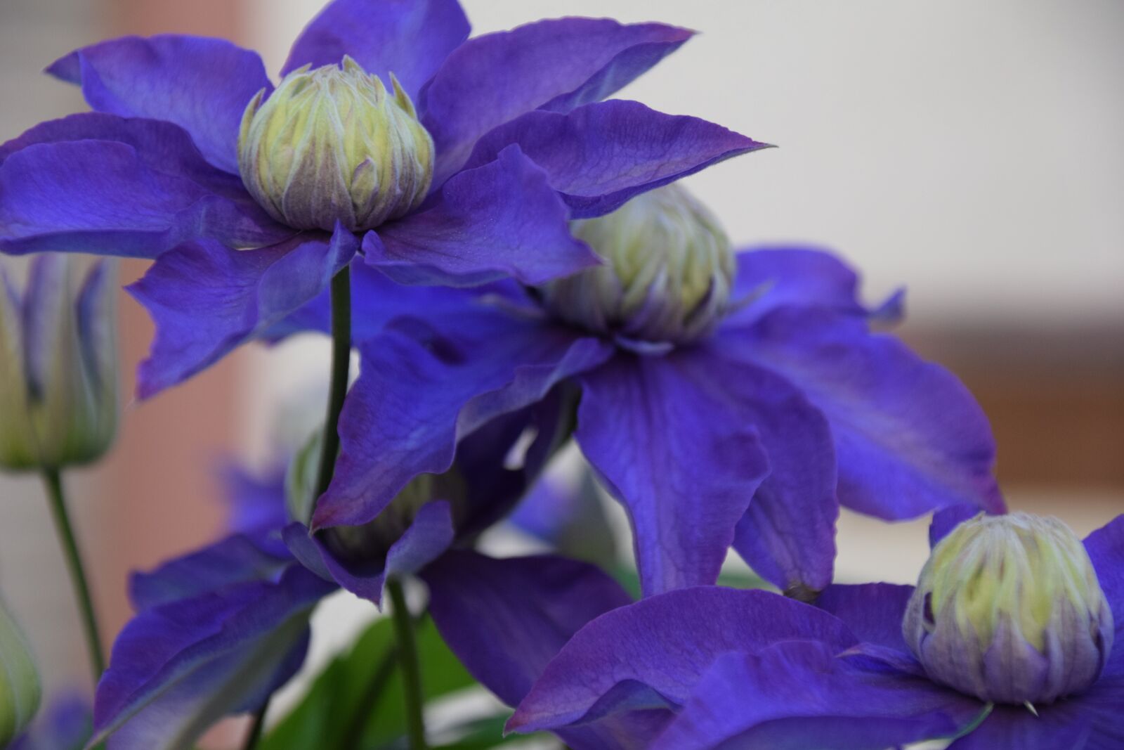 Nikon D3300 sample photo. Passion flower, luxembourg, nature photography