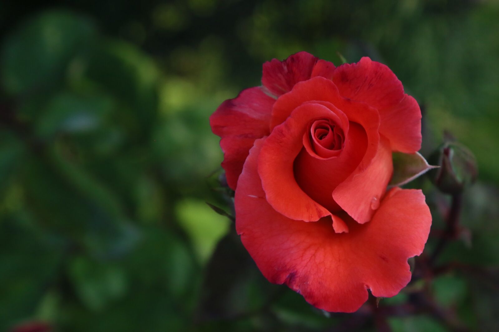 Canon EF 24-105mm F4L IS USM sample photo. Rose, spring, plant photography