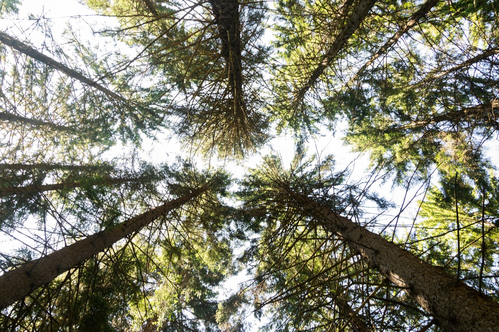 Nikon D3300 sample photo. Forest, trees, tree canopy photography