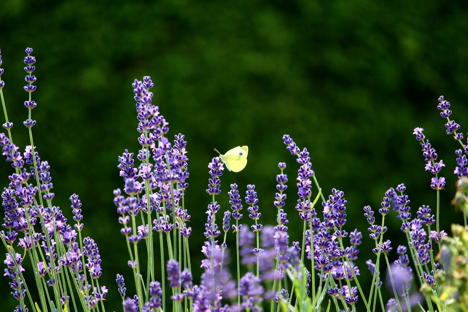 Canon EOS 1200D (EOS Rebel T5 / EOS Kiss X70 / EOS Hi) sample photo. Lavender, plant, butterfly photography